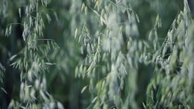 Amarillo de Bing de la cebada madura que crece en un campo almacen de video Amarillo de Bing de la cebada madura que crece en un campo almacen de video