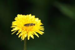 Amarillo de oro del diente de león de Bing Fragrant imágenes de archivo libres de regalías Amarillo de oro del diente de león de Bing Fragrant imágenes de archivo libres de regalías