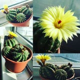 amarillo del collage de la planta de las flores del cactus foto de archivo amarillo del collage de la planta de las flores del cactus foto de archivo