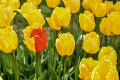Amarillo rojo y medio Tulip Mutation de la mitad inusual Colocación solamente únicamente fotografía de archivo Amarillo rojo y medio Tulip Mutation de la mitad inusual Colocación solamente únicamente fotografía de archivo