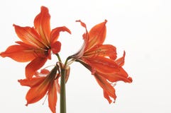 Amaryllis Bulbs Of Red Color Stock Images