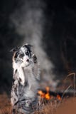 Amazin Marble border collie sitting by the fire at dawn in the background smoke as bunny stock photography Amazin Marble border collie sitting by the fire at dawn in the background smoke as bunny stock photography