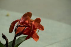 Amazing closeup of bright red petal flower. Amazing closeup of bright red petal flower blooming in the garden Royalty Free Stock Photo Amazing closeup of bright red petal flower. Amazing closeup of bright red petal flower blooming in the garden Royalty Free Stock Photo