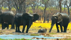 Amazing Herd of Elephants, Savanna, Wildlife, Wild Animal, Wild Nature, Africa