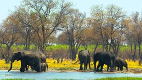 Amazing Herd Of Elephants, Savanna, Africa, Wild Animal, Wild Nature, Wildlife Stock Photos