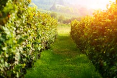 Amazing rural landscape with green vineyard Stock Photography Amazing rural landscape with green vineyard Stock Photography