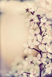 Amazing springtime cherry blossom, floral border, spring nature background stock photography Amazing springtime cherry blossom, floral border, spring nature background stock photography