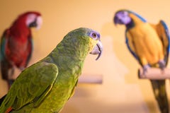 Amazonas-Papageienvogel, der zurück Keilschwanzsittichen im Hintergrund betrachtet stockfotografie Amazonas-Papageienvogel, der zurück Keilschwanzsittichen im Hintergrund betrachtet stockfotografie