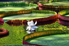 Amazonica Βικτώριας στοκ εικόνα Amazonica Βικτώριας στοκ εικόνα