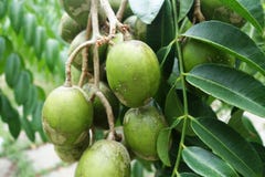 Ambarella fruits on the tree royalty free stock photos Ambarella fruits on the tree royalty free stock photos