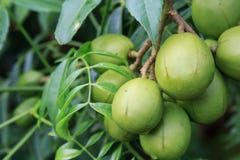 Ambarella приносит плоды dulcis Spondias, также известные как слива в июне, никакая Бразилия стоковое изображение Ambarella приносит плоды dulcis Spondias, также известные как слива в июне, никакая Бразилия стоковое изображение