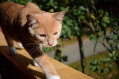 Amber color eyes, red and beautiful cat. Nica, Latvia stock image Amber color eyes, red and beautiful cat. Nica, Latvia stock image