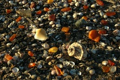 Amber In The Nature On Sea Coast Stock Image Amber In The Nature On Sea Coast Stock Image