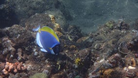 Amed het poeder blauwe zweempje, smaltblauwe geschilderde surgeonfish, surgeonfish binnen, Bali Indonesië royalty-vrije stock foto's Amed het poeder blauwe zweempje, smaltblauwe geschilderde surgeonfish, surgeonfish binnen, Bali Indonesië royalty-vrije stock foto's