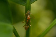 Ameisen sind auf Blättern in der Natur stockfotos Ameisen sind auf Blättern in der Natur stockfotos