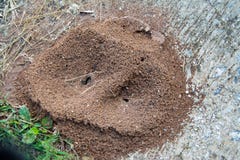 Ameisennest Oder Haus Auf Der Roten Rakete Stockbild Bild Von Haus Rakete 107414679