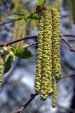 Ament , Catkins Royalty Free Stock Images