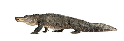 American Alligator (30 years) - Alligator mississi stock images American Alligator (30 years) - Alligator mississi stock images
