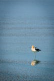 American Avocet resting in the Great Salt Lake royalty free stock images American Avocet resting in the Great Salt Lake royalty free stock images