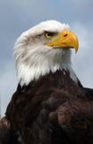 American Bald Eagle. Stock Photos