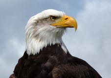 Free American Bald Eagle. Royalty Free Stock Image - 10548366