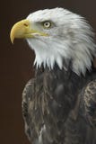 American Bald Eagle Royalty Free Stock Photos American Bald Eagle Royalty Free Stock Photos