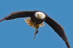 American Bald Eagle Royalty Free Stock Image