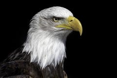American bald eagle head close up against black background. stock images American bald eagle head close up against black background. stock images