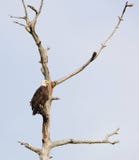 American Bald Eagle Perched on a dead tree
