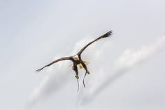 American bald eagle stoop. Bird of prey at falconry display. Stock Photography American bald eagle stoop. Bird of prey at falconry display. Stock Photography