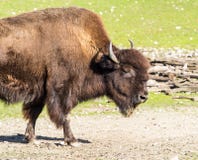 American buffalo known as bison, Bos bison in the zoo royalty free stock image American buffalo known as bison, Bos bison in the zoo royalty free stock image