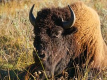 An American Bison Takes an Afternoon Siesta stock photos An American Bison Takes an Afternoon Siesta stock photos