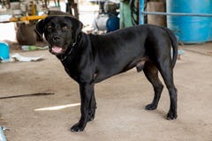 American Bully Dog Breed on the Floor. Black American Bully Dog Standing on Lawn Posing Looking Watching . stock images American Bully Dog Breed on the Floor. Black American Bully Dog Standing on Lawn Posing Looking Watching . stock images
