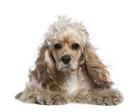 American cocker spaniel, 17 months old royalty free stock image American cocker spaniel, 17 months old royalty free stock image