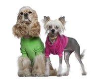 American Cocker Spaniel and Chinese Crested dogs royalty free stock photo American Cocker Spaniel and Chinese Crested dogs royalty free stock photo