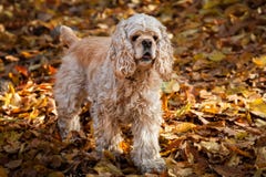 American Cocker Spaniel In Autumn Forest Royalty Free Stock Photos