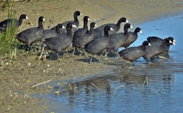 American Coot royalty free stock image American Coot royalty free stock image