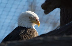 American Eagle royalty free stock images American Eagle royalty free stock images
