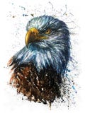 American Eagle watercolor predator wildlife painting