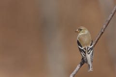 American Goldfinch (Carduelis Tristis Tristis) Stock Photography