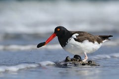 American Oystercatcher With Blue Mussel Stock Image American Oystercatcher With Blue Mussel Stock Image