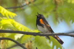 American Redstart Singing Royalty Free Stock Images American Redstart Singing Royalty Free Stock Images