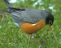 American Robin (Turdus Migrato Royalty Free Stock Photography American Robin (Turdus Migrato Royalty Free Stock Photography