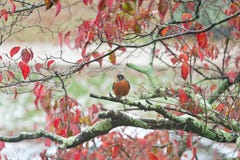 American Robin (Turdus Migratorius) Royalty Free Stock Photos American Robin (Turdus Migratorius) Royalty Free Stock Photos
