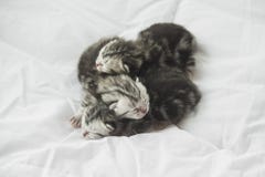 American Kittens Com American Shorthair kittens sleeping on white bed Royalty Free Stock Photos