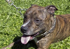 American Staffordshire Terrier stock image American Staffordshire Terrier stock image