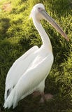 American White Pelican Stock Photography American White Pelican Stock Photography