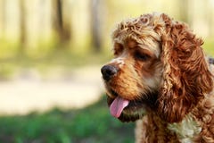 Americano cocker spaniel da raça do cão Foto de Stock Americano cocker spaniel da raça do cão Foto de Stock