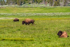 Amerikaanse bizonfamilie in Yellowstone Stock Afbeeldingen Amerikaanse bizonfamilie in Yellowstone Stock Afbeeldingen