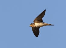 Amerikaanse Boerenzwaluw, American Barn Swallow, Hirundo (rustica) erythrogaster royalty free stock image Amerikaanse Boerenzwaluw, American Barn Swallow, Hirundo (rustica) erythrogaster royalty free stock image